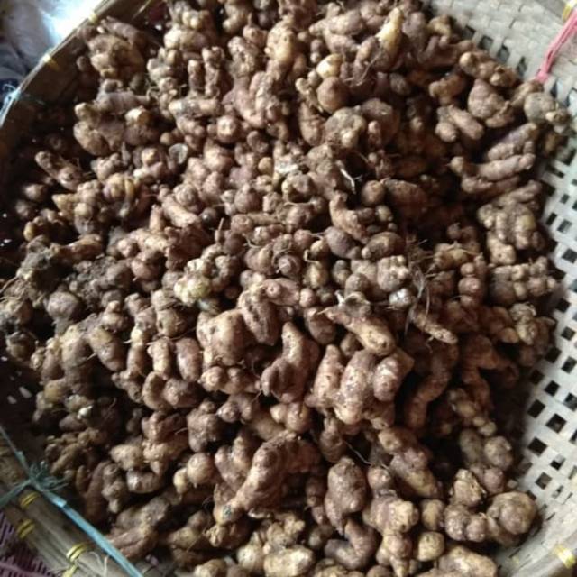 

Kencur/cikur tua asli