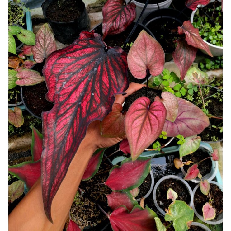 Anakan Caladium Red Stone