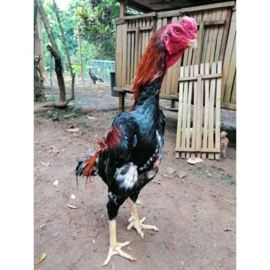 TELUR AYAM BANGKOK SHAMO EROPA FERTIL ASLI UNTUK TERNAK