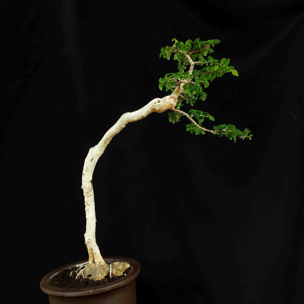 Bahan Bonsai Serut Streblus Asper Bunjin Literaty Istimewa Shopee Indonesia