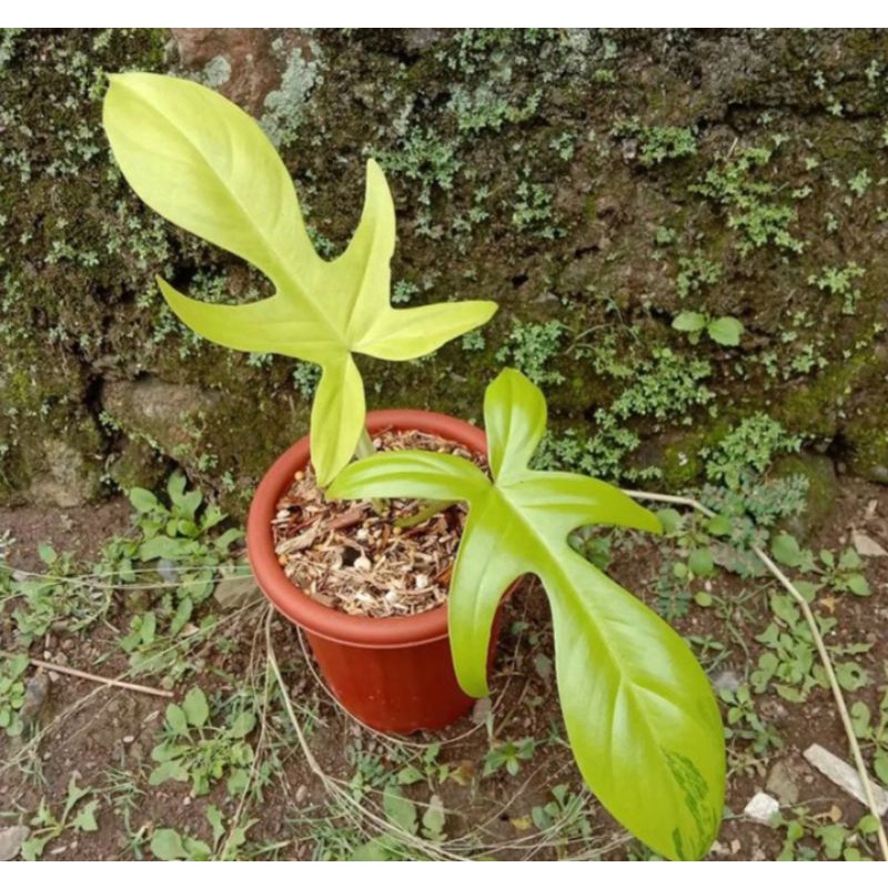 Philodendron Florida Beauty Variegated