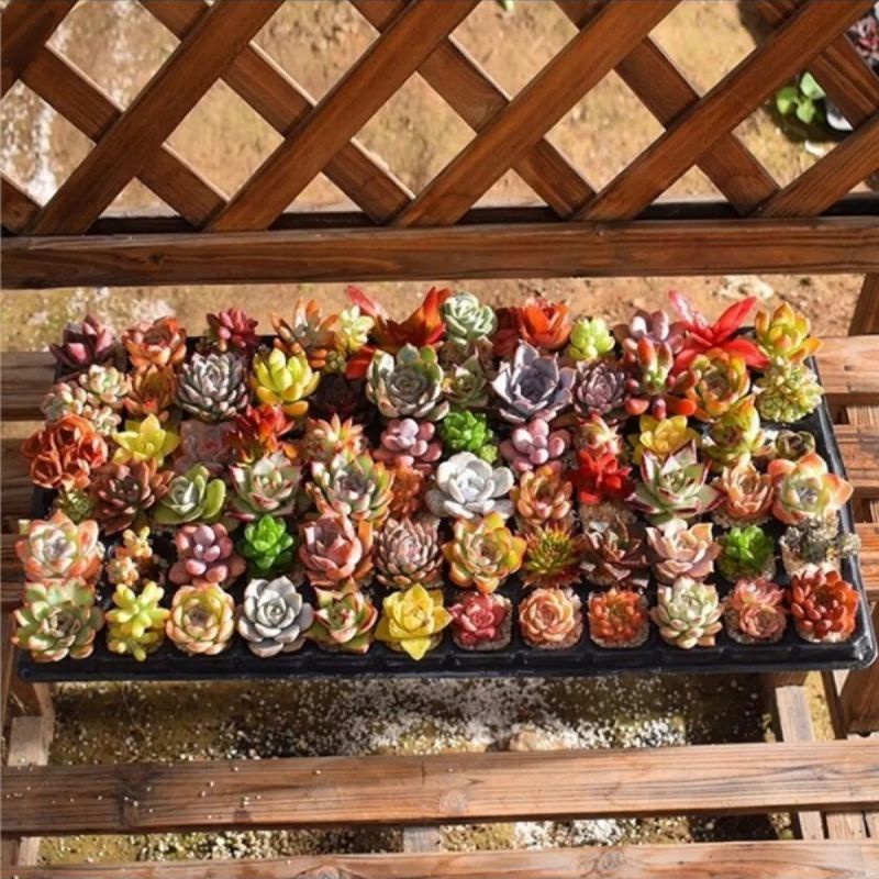 5 Biji Benih Bibit Bunga Langka Petunia Colorful Termurah Mudah Hidup Warna Menarik Mudah Hidup-Lithops Mix