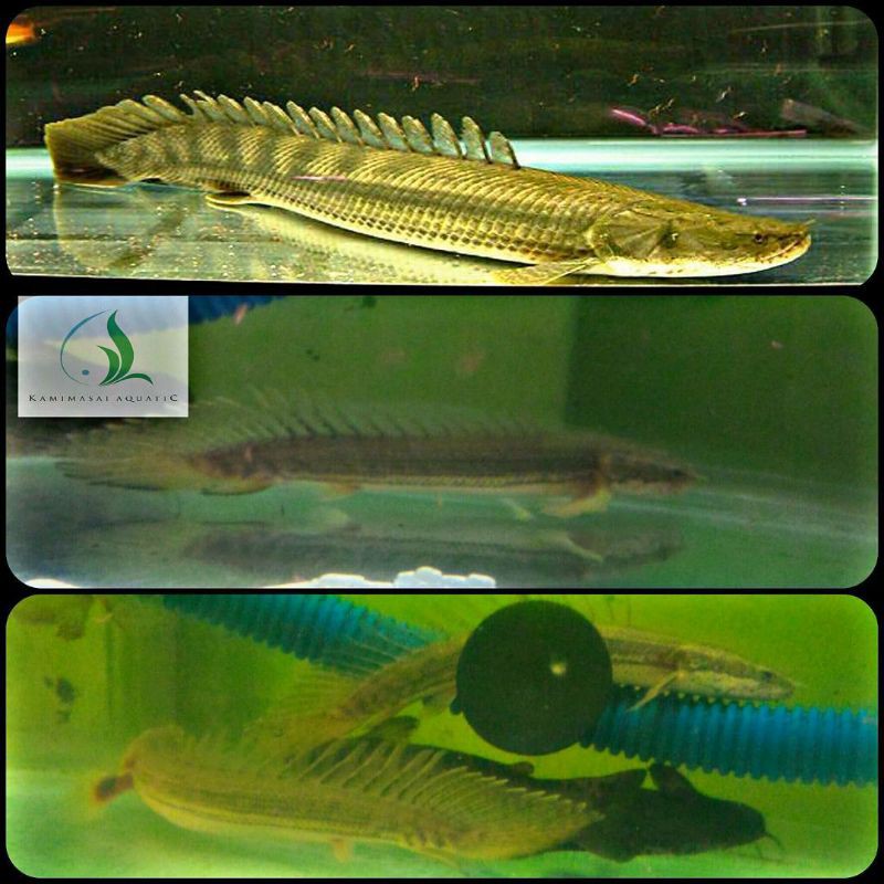 ikan palmas lapradei untuk aquarium