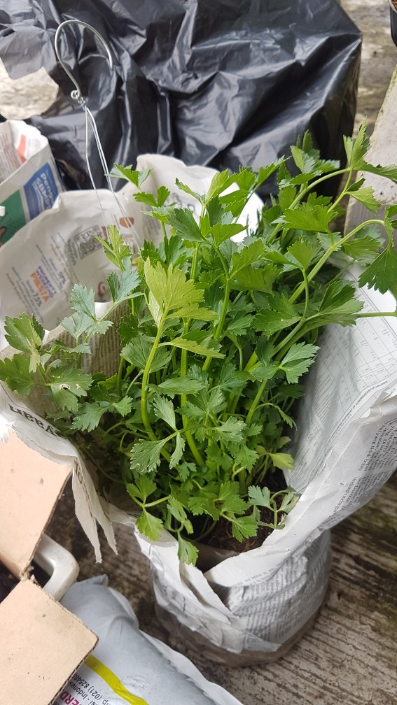 Tanaman Seledri Daun Rimbun