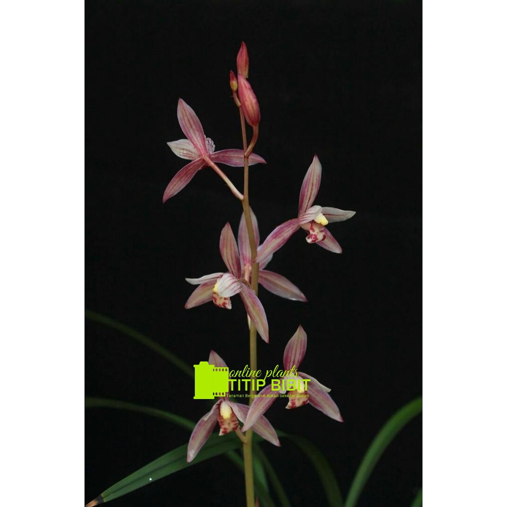 anggrek spesies Cymbidium ensifolium