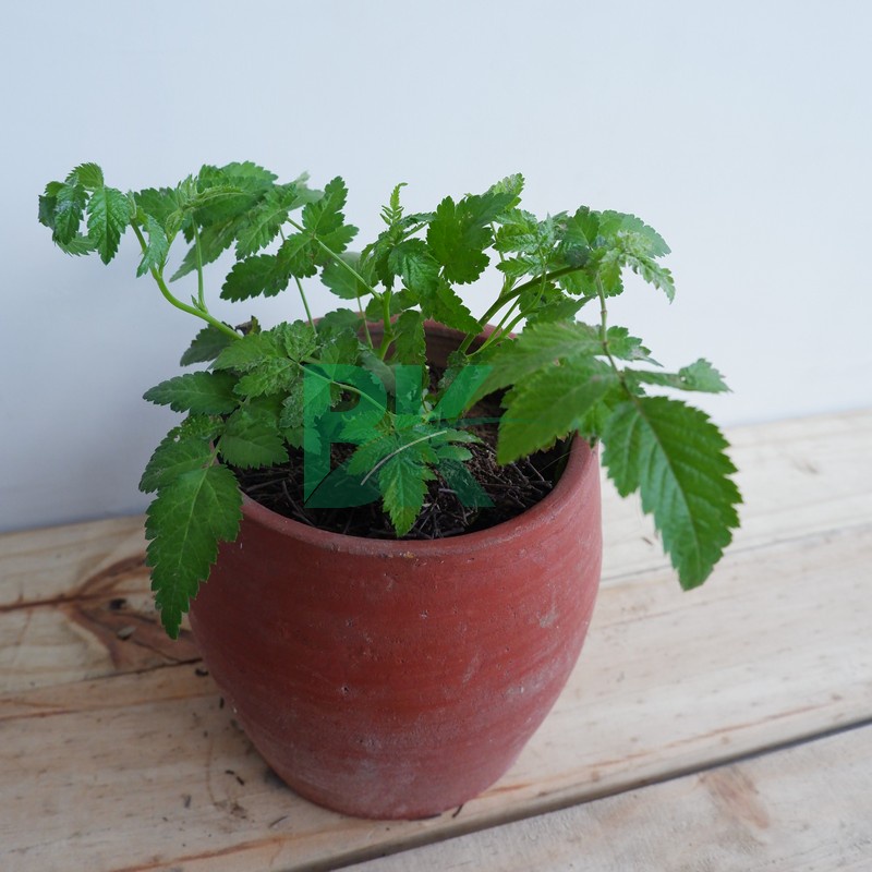 Raspberry murah - Bibit  Raspberry Merah Kaya Manfaat
