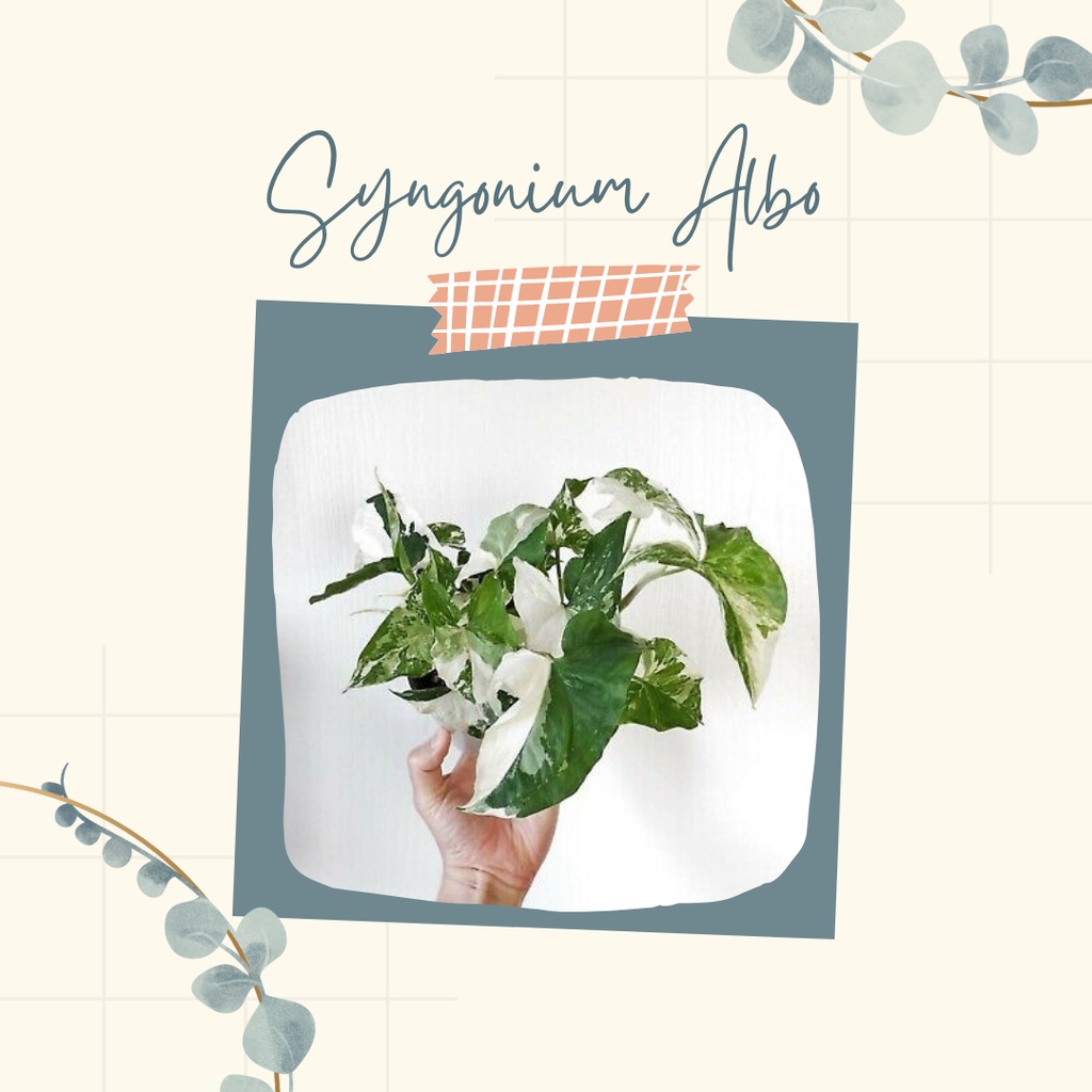 Tanaman Hias Syngonium Albo Bibit Bunga Syngonium Albo Bunga Syngonium Albo