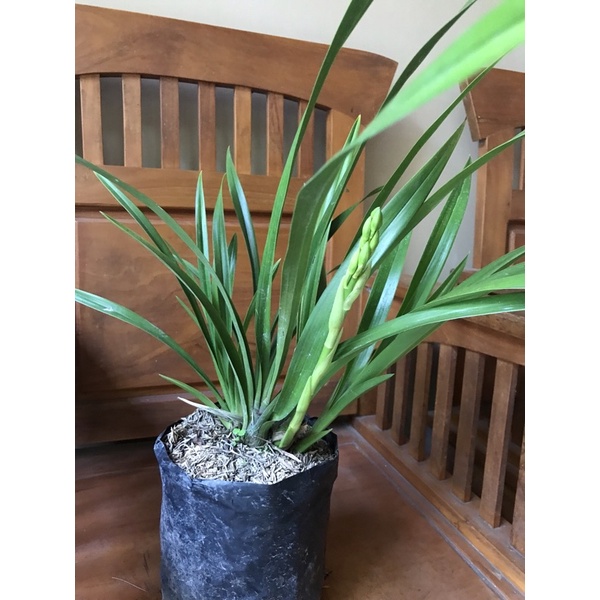 Cymbidium golden boy knop rimbun