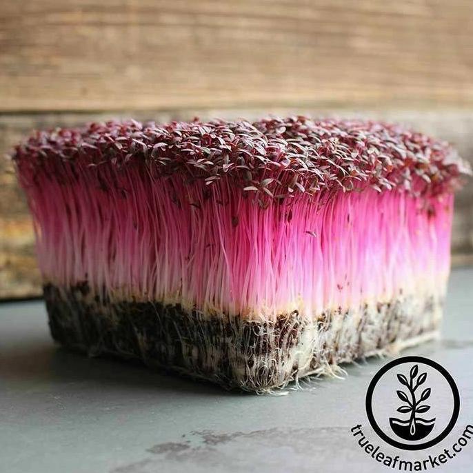 ( 1 Kg ) Benih Sayur Microgreen Red Amaranth - Bayam Merah