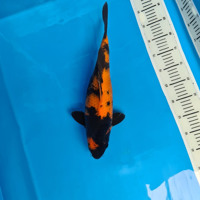 KOI Ikan koi import Hiutsuri shinoda 10