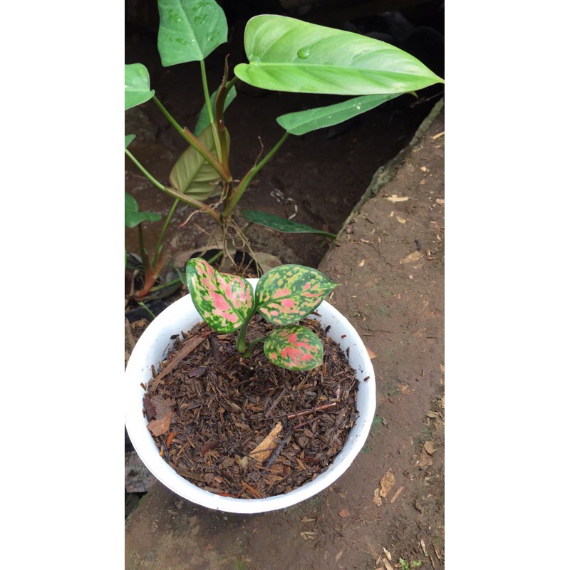 

aglonema valentine baby