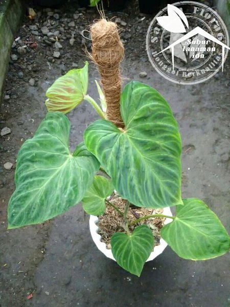Bibit Bonggol Philodendron Verrucosum