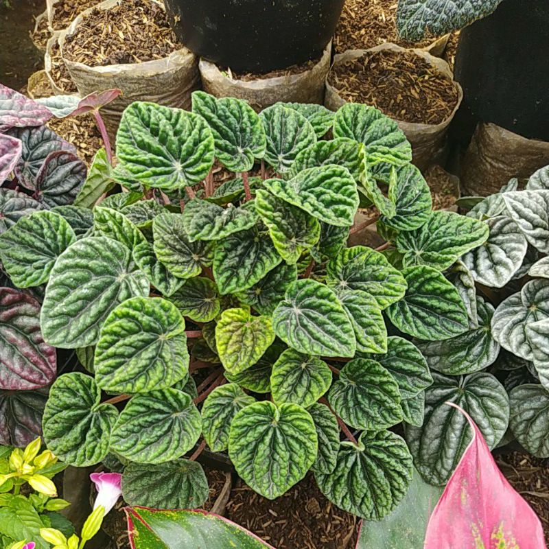 paperomia keriput hijau