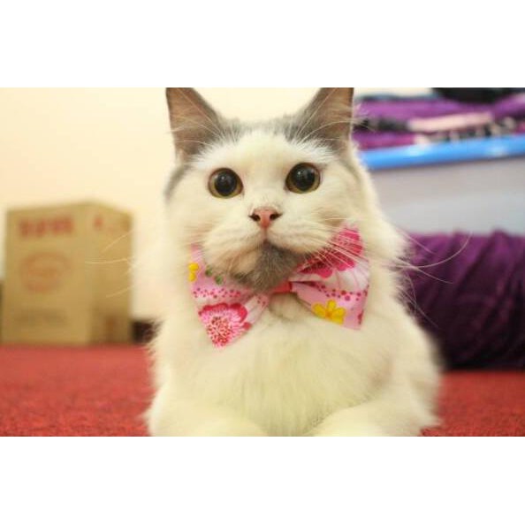 Terlaris Dasi Kucing Lucu Motif Bunga Pinky Imut Aksesoris