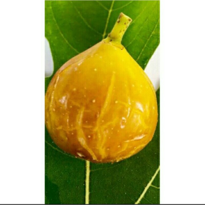 bibit buah tin jenis langka PALAU bibit buah tin fresh cangkok