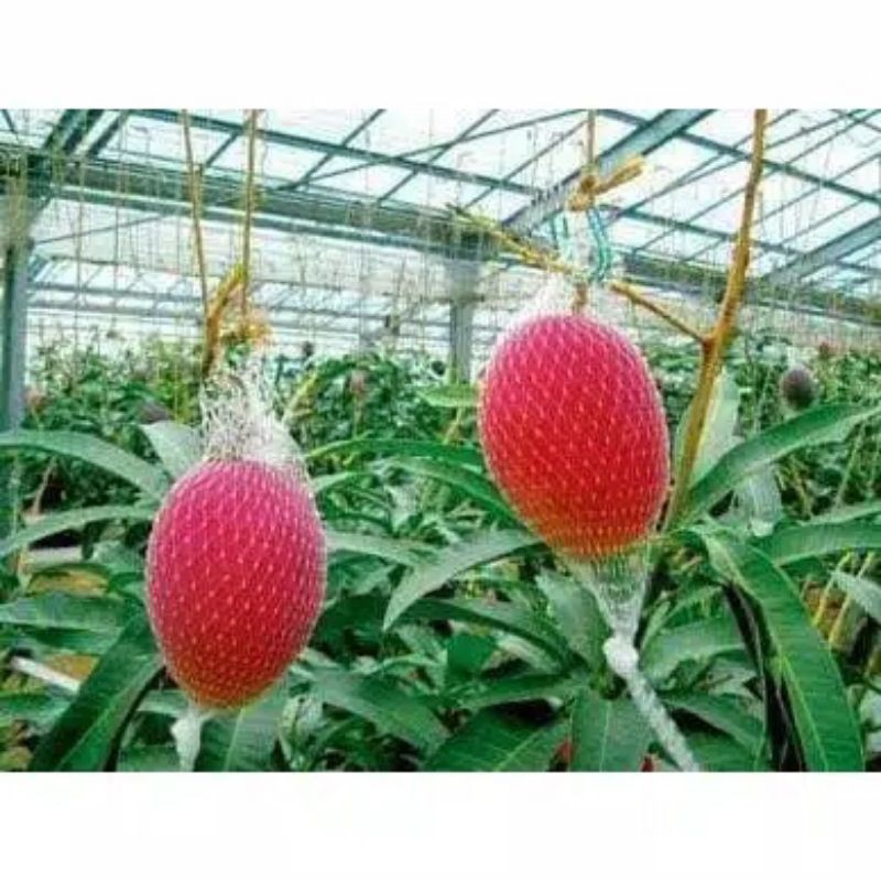 bibit mangga Miyazaki
