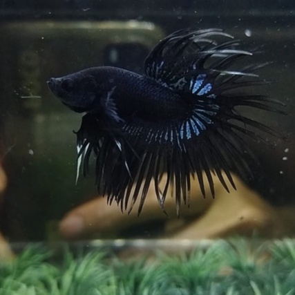 IKAN CUPANG SERIT/CROWNTAIL/CT BLACK LACE/ORCHID 100% REALPICT (KODE AR2)