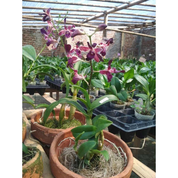 Anggrek Dendrobium Blue Spin