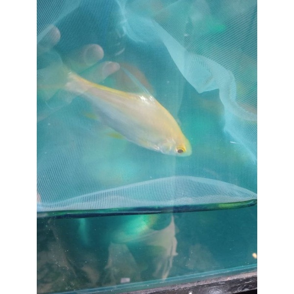

ikan hias kaviat albino tankmate