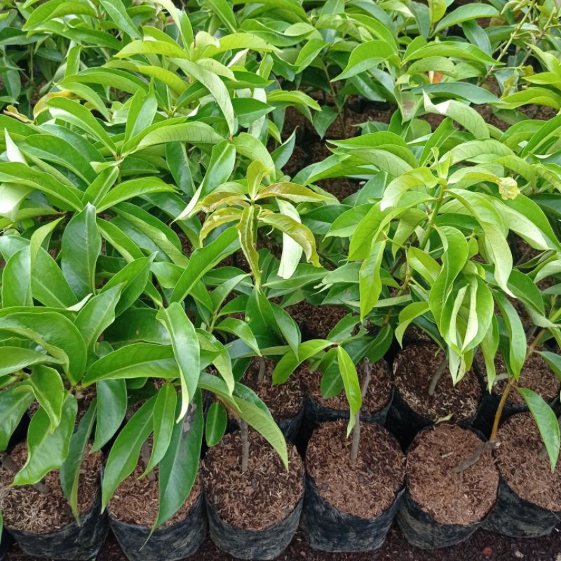 Tanaman Buah Jambu Bol Jamaika, Pohon Jambu Jamaika