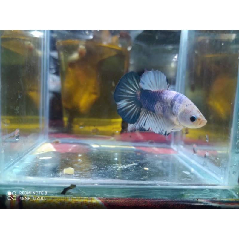 Ikan cupang hmpk koi murah