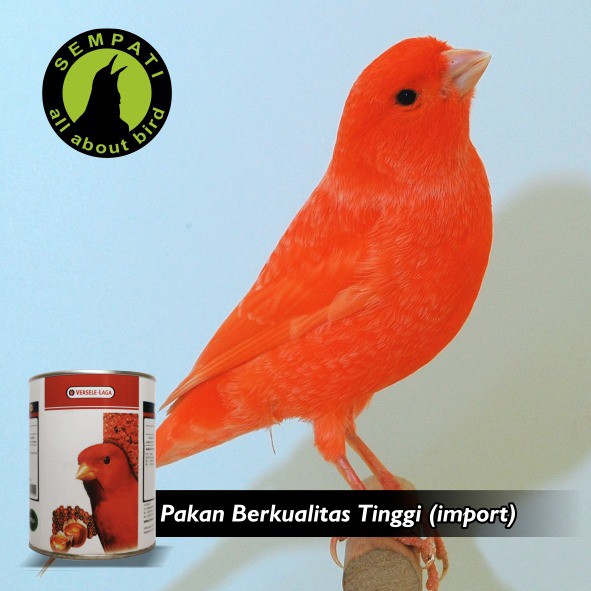 Gold Patte Red Versele Laga Pakan Burung Kenari Merah Lovebird Dll