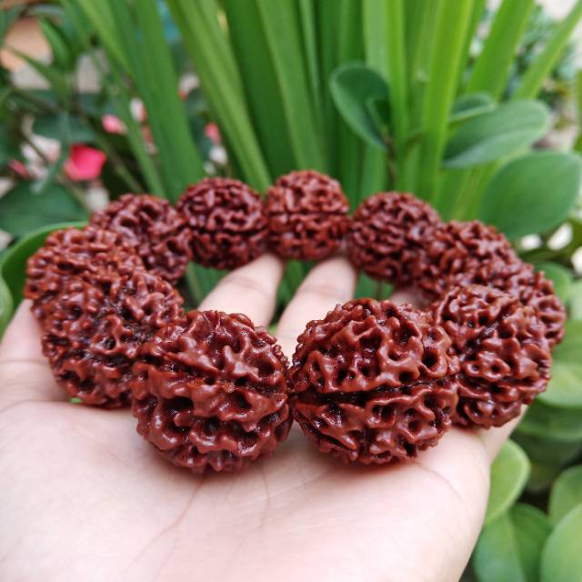 Gelang jenitri coklat mukhi 6 mukhi 7 besar rudraksha