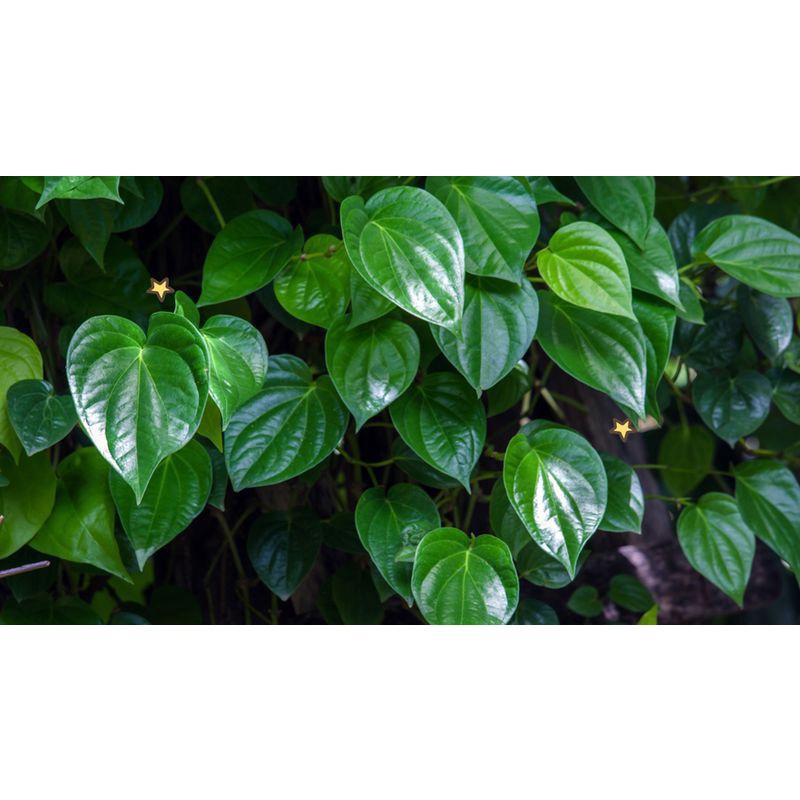 

Daun Sirih Hijau Segar 1kg Organik