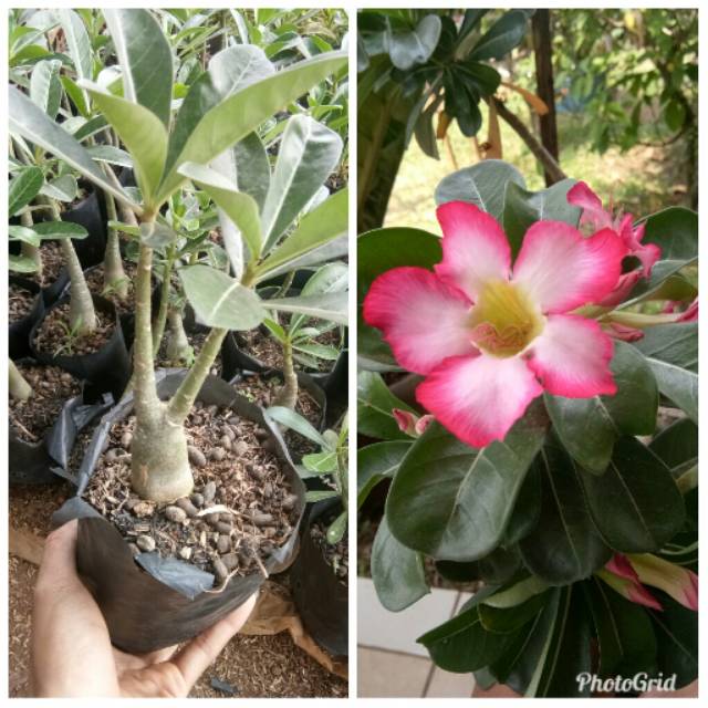 Adenium - bibit kemboja jepang - bibit adenium - adenium Kamboja Jepang - tanamna hias adenium