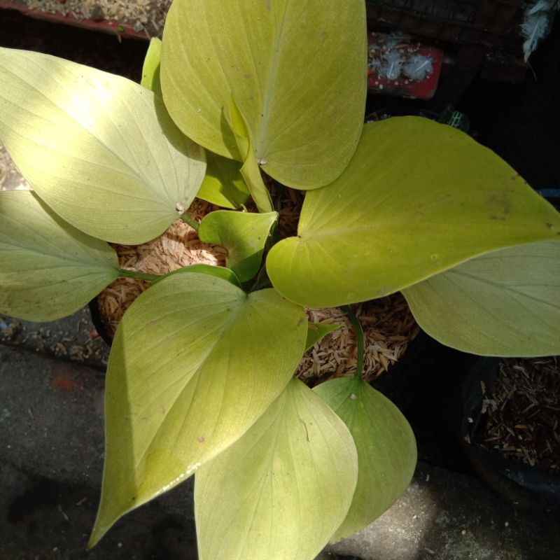 Homalomena golden