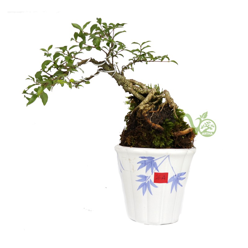 Bonsai Mame Mirten Sakura/Sakura Mikro - 26A