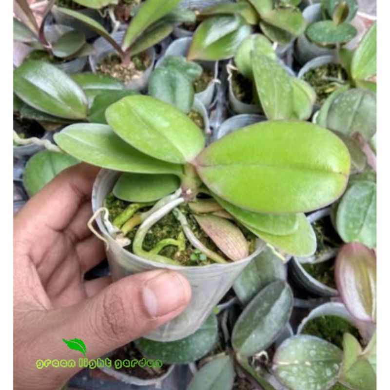 Bibit Bunga Anggrek Bulan Pra Remaja Hybrid