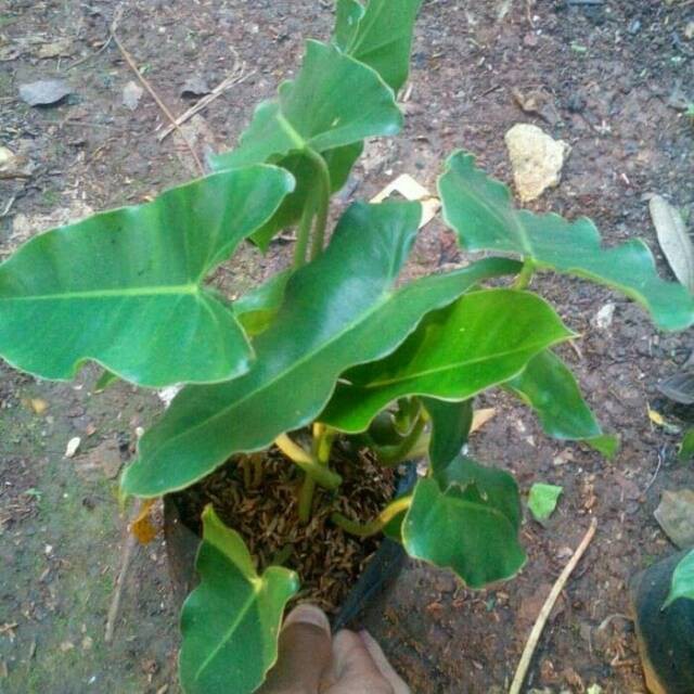 tanaman hias philodendron brekele