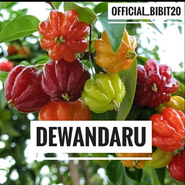 Bibit Dewandaru || Tanaman Obat Dewandaru
