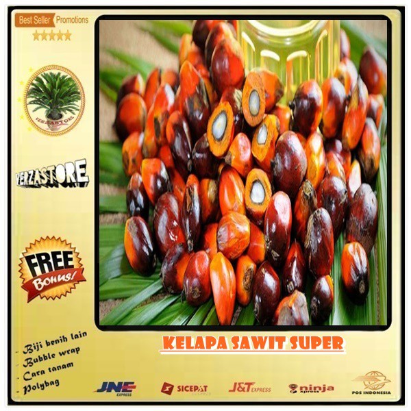 Biji Benih Bibit Tanaman Kelapa Sawit Super 5 Biji Shopee Indonesia