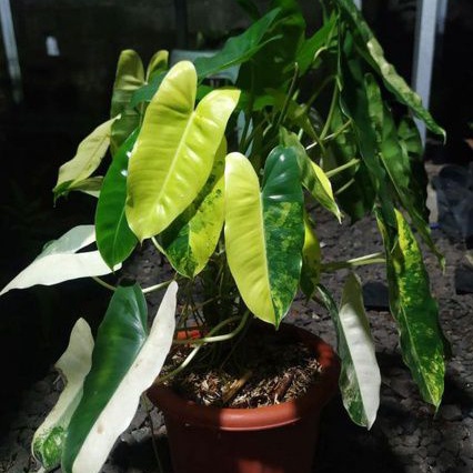 philodendron burlemarx varigata philo burlemarx brekele varigata