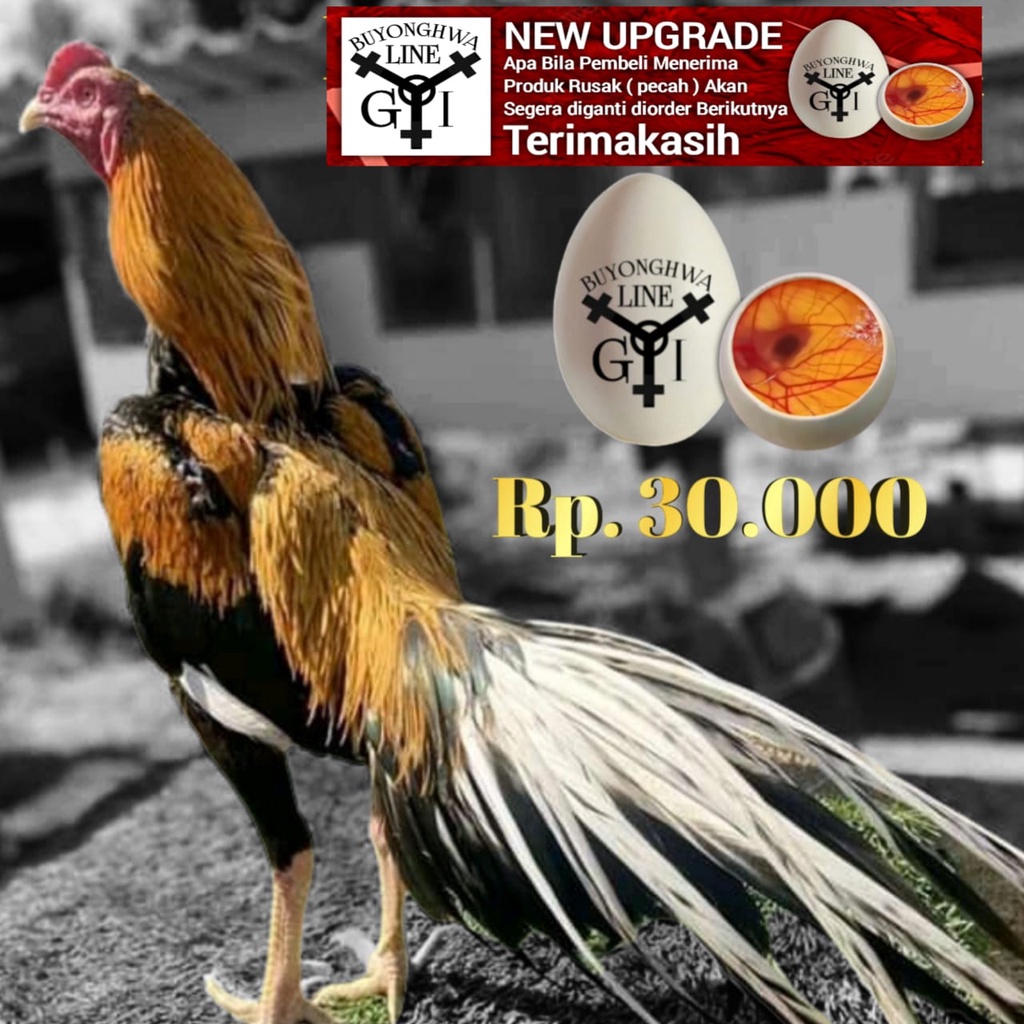Ayam Ekor Lidi Ori telor fertil Tipe A15 GOLD ROGER