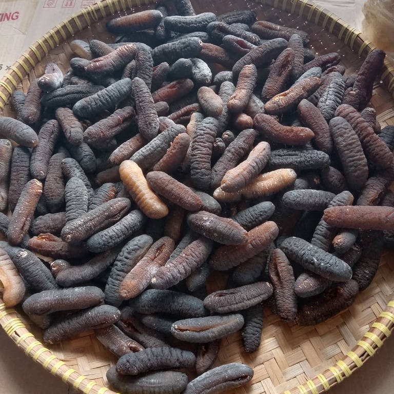 

Teripang / Gamat Bangka Belitung