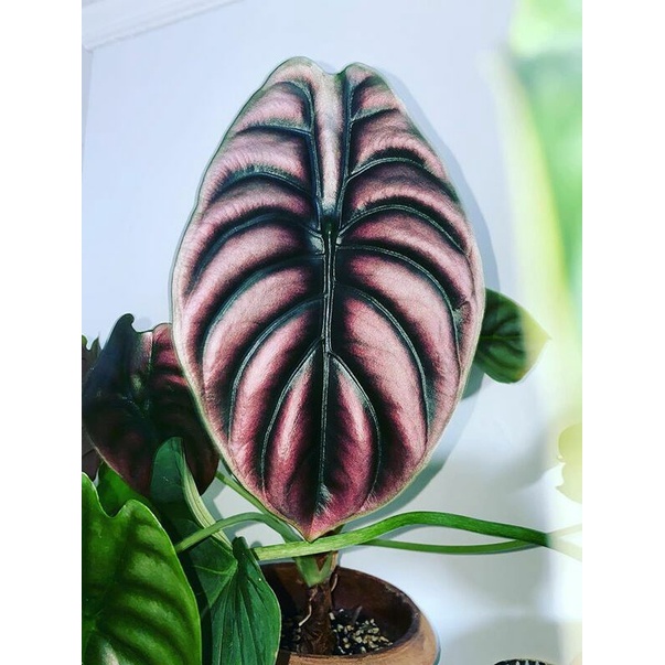 bonggol alocasia cuprea