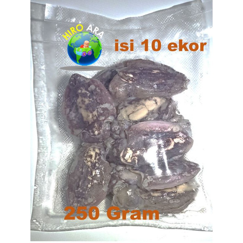 

baby sotong segar, isi 10, brt 250 grm
