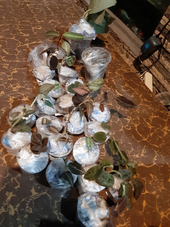 Bonggol Alocasia Watsoniana