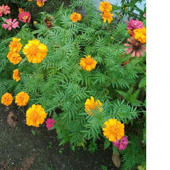 Mim Benih Bunga Refugia Pengusir Hama Laris Shopee Indonesia