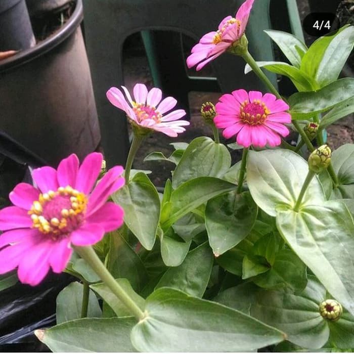 PROMO tanaman hias bunga kertas zinnia - kembang kertas zinnia -