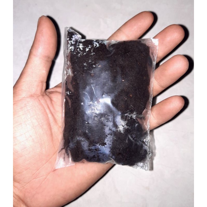 media cangkok mos hitam akar kadaka