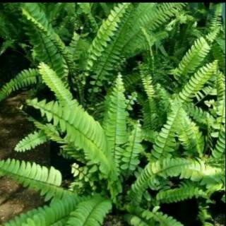 Tanaman Pakis Kelabang Tanaman Hias Paku Tanaman Pakis Tanaman Pakis Kelabang Tanaman Hias Paku Tanaman Pakis