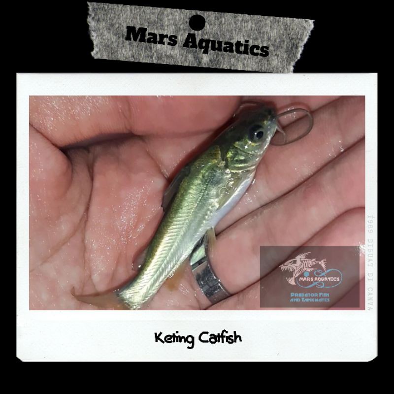 Hiasan Aquarium Lundu Catfish Keting Tankmate Aquascape