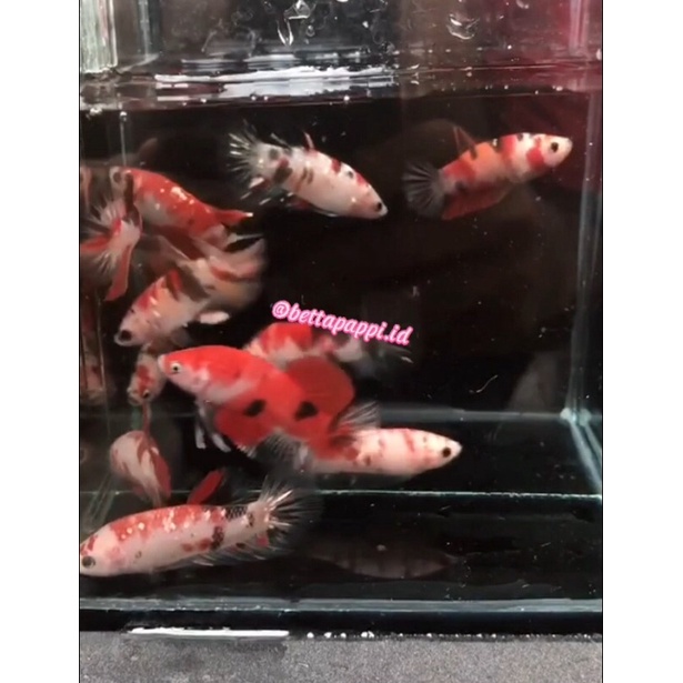 ikan cupang partai koi copper