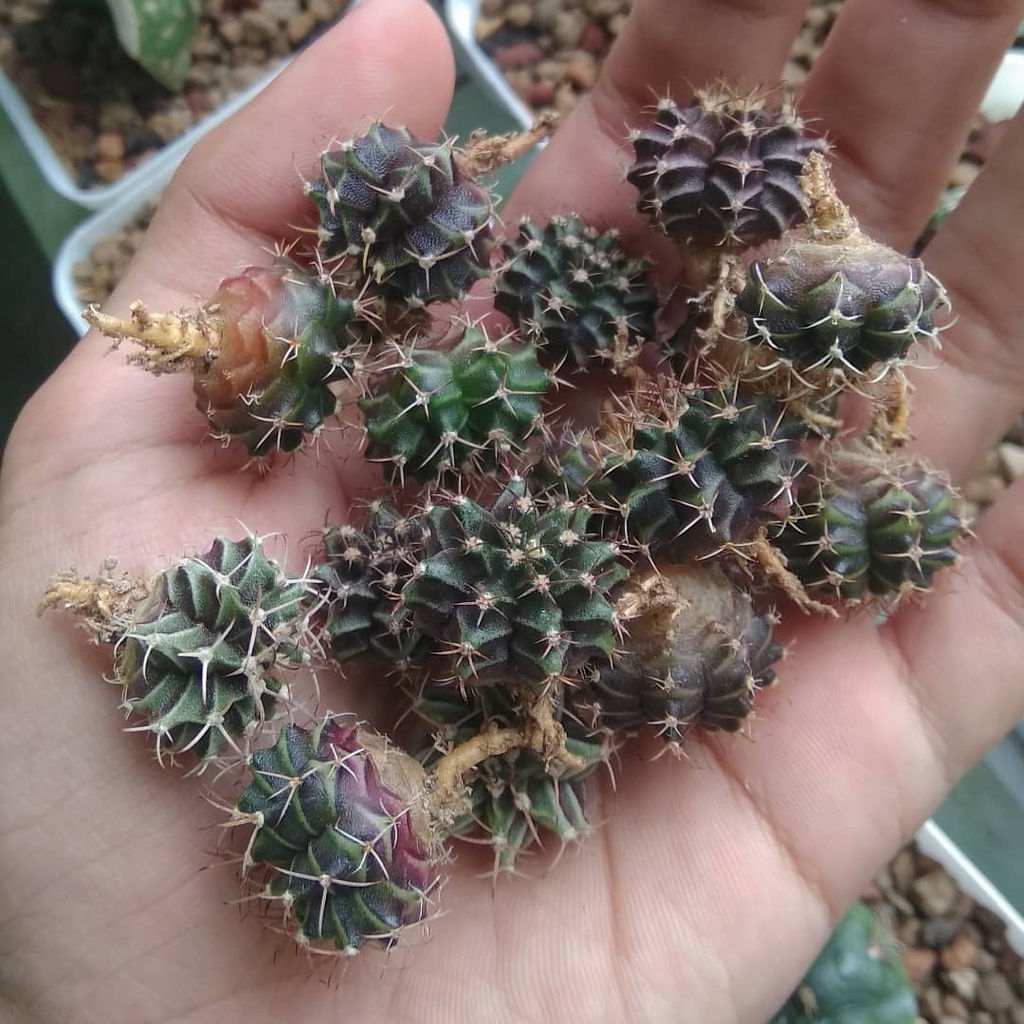 Gymnocalysium Hybrid/Kaktus Mini/Kaktus Gymno