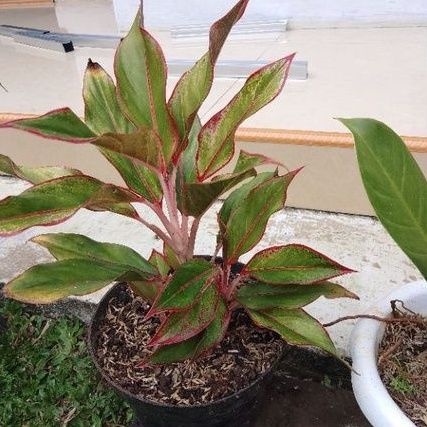 Tanaman hias aglonema lipstik lokal-benih bibit aglonema lipstik