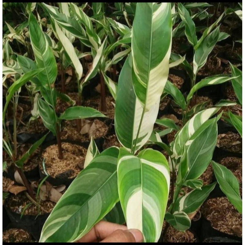 Tanaman hias Pohon pisang Heliconia Varigata - Heliconia Varigata